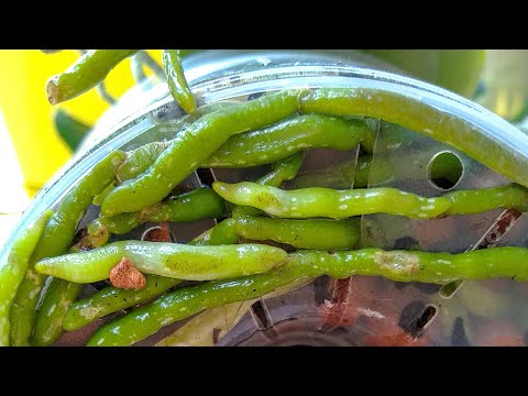 Видео: ТЕПЕРЬ орхидеи ПОЛИВ ТАКОЙ! корни РАСПИРАЮТ ГОРШОК, орхидеи листья ЧИСТЫЕ! ПОЛИВ В ПОДДОН орхидеи!