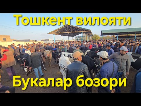 Видео: Букалар катори тошкент вил Пискент тумани чорва бозори 29.10.2025