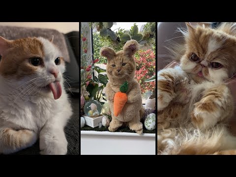 Видео: Cute and funny CATS.🐱 And Some Just Interesting Moments.😻Videos🔶 Сompilation # 35🔶