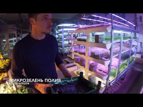 Видео: Микрозелень Технология Полив - сити-ферма  "Зеленый Шеф"