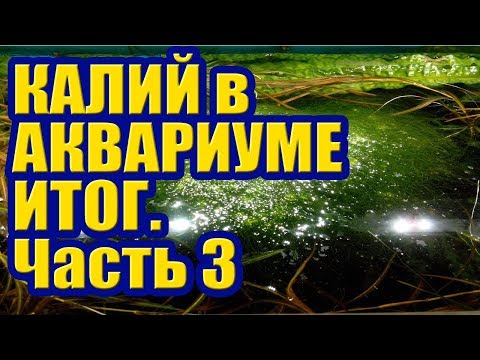 Видео: Калий против Водорослей в Аквариуме. Часть 3 Итог. Борьба с Нитчаткой Кладофорой