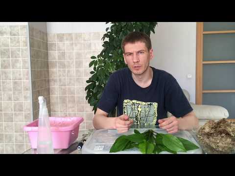 Видео: Вабикуса Эхинодорус