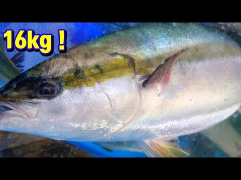 Видео: Суши с желтохвостом / японским амберджек |  большое мастерство