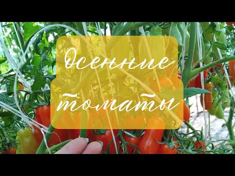 Видео: Осенние томаты от #натальинытоматы