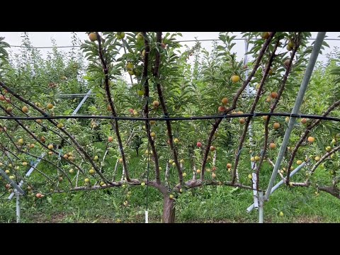 Видео: #ФруктовыйСад.