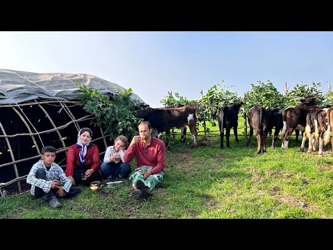 Видео: Выведение овец на луг, привозка дров и листьев деревьев с лошадью и мулом