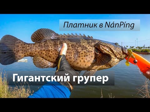 Видео: Платник в 南平里, Тайвань. Малабарский групер (瑪拉巴石斑魚). Гигантский групер (鞍帶石斑魚). Джиг, воблер.2017/10