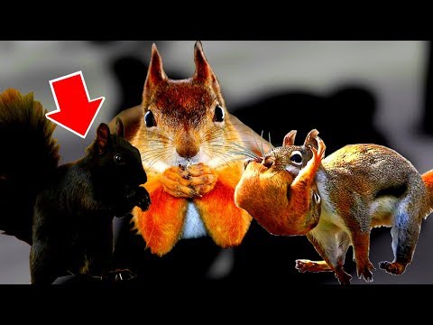 Видео: 20 фактов про белочек, которых вы точно не знали