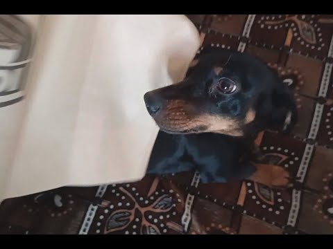 Видео: ПРИСЛАЛИ ВКУСНЯШКИ ИЗ ГЕРМАНИИ