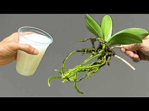 Видео: Эта чудо-вода заставит корень орхидеи мгновенно и очень легко восстановиться