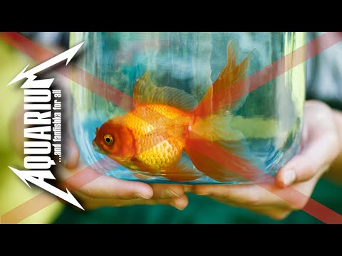 Видео: КАКИХ РЫБОК НЕ СТОИТ ПОКУПАТЬ?!