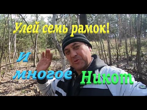Видео: ✅ УЛЕЙ на 7 рамок ЛУЧШЕ чем 6 и 8, как так..?! Очень просто! #пчеловодство1