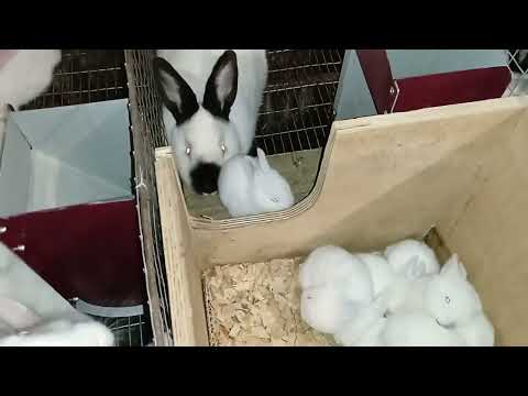 Видео: Бункерная кормушка для кроликов.