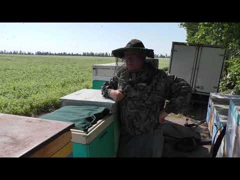Видео: Подсадка маток и обзор пасеки.