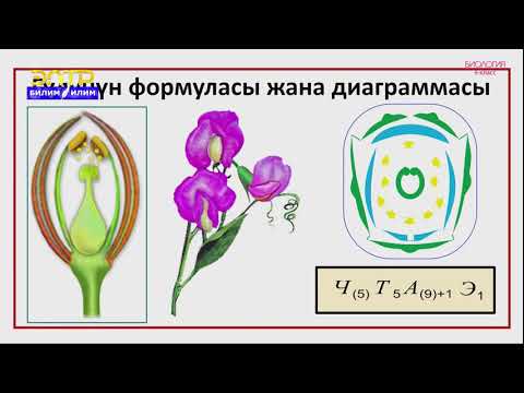 Видео: 6-класс | Биология  | Чанактуулар тукуму