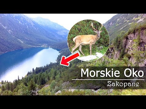 Видео: Морское Око. Закопане. Увидели дикого оленя