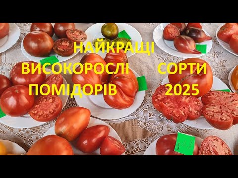 Видео: НЕЗВИЧАЙНІ  УРОЖАЙНІ  ВИСОКОРОСЛІ  ПОМІДОРИ -  НАЙКРАЩІ СОРТИ 2025 року