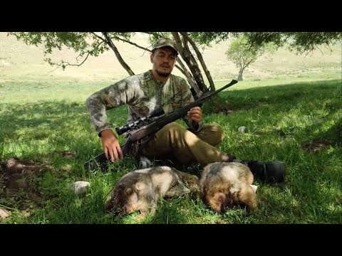 Видео: ОХОТА на СУРКА в ГОРАХ! ЗАсадили 3 Джипа. Всю ночь ЖДАЛИ ТРАКТОР. Охота на сурка в Казахстане.