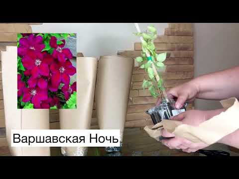 Видео: Клематисы из Долины Роз. Посмотрим что мне пришло.
