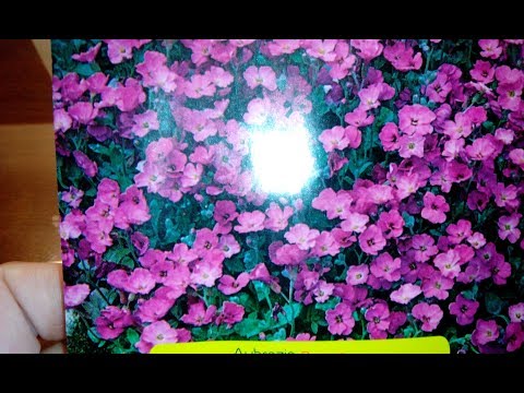 Видео: АЛИССУМ КАК ПОСЕЯТЬ АЛИССУМ ЯНВАРЬ 2020г.