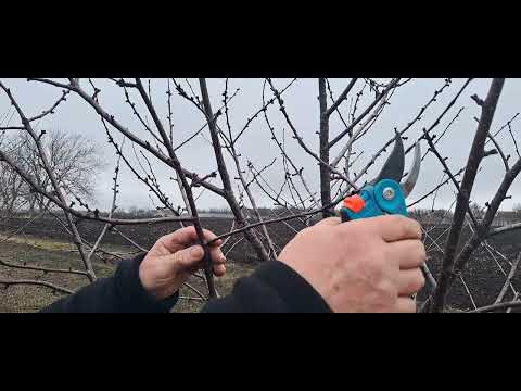 Видео: Детальна обрізка ВИШНІ.
