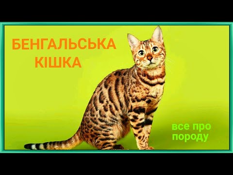 Видео: БЕНГАЛЬСЬКА КІШКА ( все про породу ) #bengalcat #CAT_UA #бенгальская_кошка