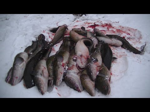 Видео: Первый лёд, к нам плывёт! Рыбалка на Налима.