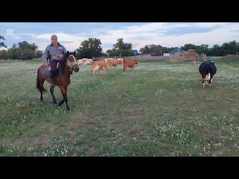 Видео: Ауыл тынысы.Малдың өрістен келуі.