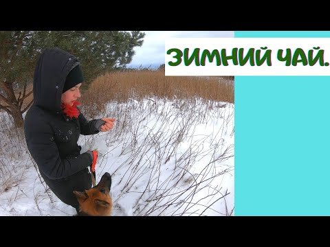 Видео: СБОР СЫРЬЯ ДЛЯ ЗИМНЕГО ЧАЯ. ЧТО МОЖНО НАЙТИ В ПОЛЯХ В ЯНВАРЕ?