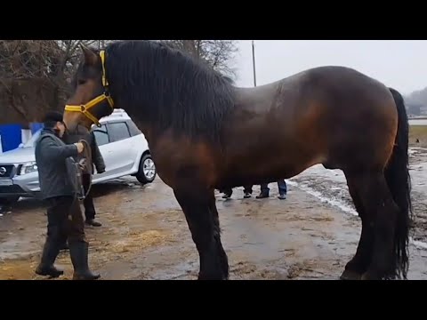 Видео: ЦЫГАНСКИЕ ЛОШАДИ🐎 ЖЕРЕБЕЦ ЗАКОН💪 КОБЫЛЫ ТЯЖЕЛОВОЗЫ👍СУПЕР!!!