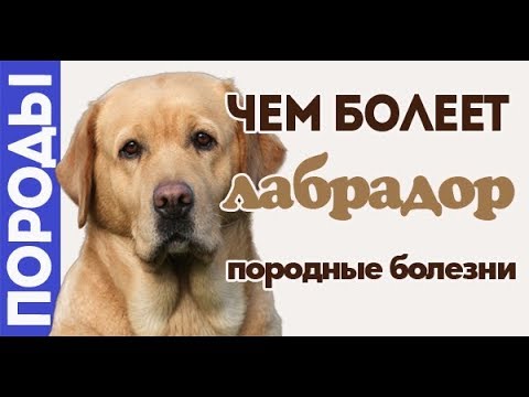 Видео: Чем болеет лабрадор? Породные болезни.