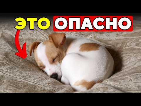 Видео: 14 ОПАСНЫХ симптомов БОЛЕЗНИ СОБАКИ. Не игнорируйте!