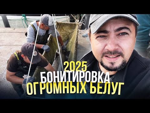 Видео: Бонитировка огромных Белуг 2025