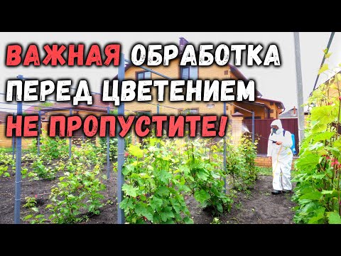 Видео: Важная обработка перед цветением, не пропустите!