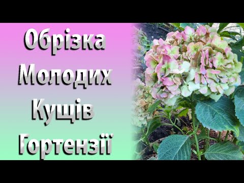 Видео: Обрезка МОЛОДЫХ Кустарников Широколисной Гортензии Осенью. Цветочная почка Гортензии. Часть 1