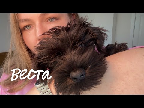 Видео: Мы завели собаку | Жизнь с цвергшнауцером | Веста