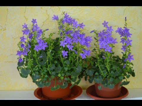 Видео: Кампанула Портеншлага пересадка и размножение
