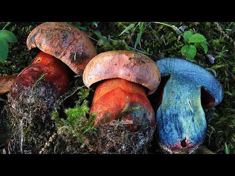 Видео: ▽ Самые опасные и ядовитые грибы в лесу