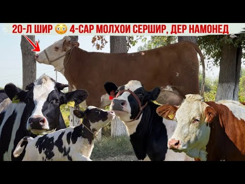 Видео: 4-САР МОЛХОИ СЕРШИР УСПЕТ КУНЕД 14 сентября 2025 г.