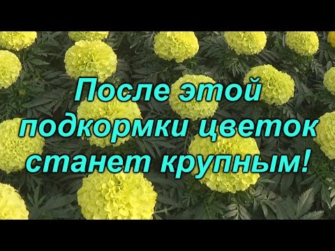 Видео: Как увеличить цветок на тагетисах (бархатцах)?