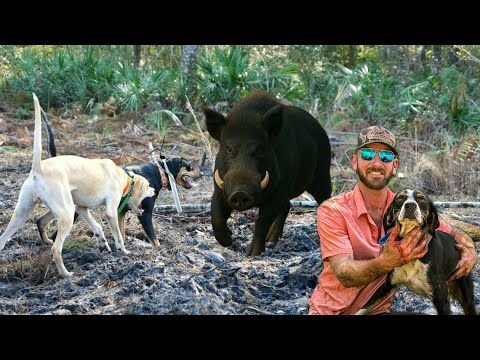 Видео: Охота на кабанов во Флориде становится дикой | Крупные кабаны затерялись в болотах!