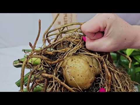 Видео: ЗАМИОКУЛЬКАС. ОМОЛОЖЕНИЕ. УКОРЕНЕНИЕ. УДОБРЕНИЕ.🌿