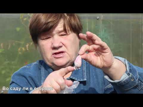 Видео: ОБИЛЬНЫЙ УРОЖАЙ чеснока вам обеспечен! Правильная посадка под зиму.