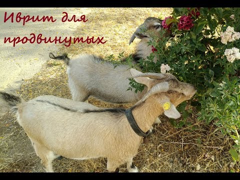 Видео: 1015. Фразы при расставании – на иврите (продолжение)