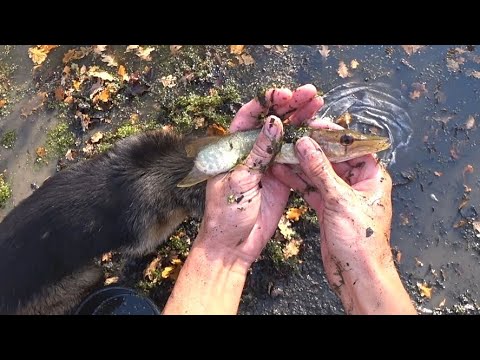 Видео: Тысячи рыбок в луже! Спасаем их сачком и запускаем в болото.
