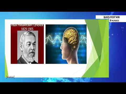 Видео: 8-класс | Биология | Нерв системасы, анын түзүлүшү жана аткарган кызматы
