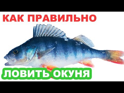 Видео: Как правильно ловить окуня? Зимой на незнакомом водоеме. Розыгрыш.