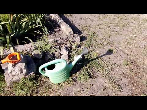 Видео: Убрали кучу сухих корней / цветёт Кариоптерис 🌿😍