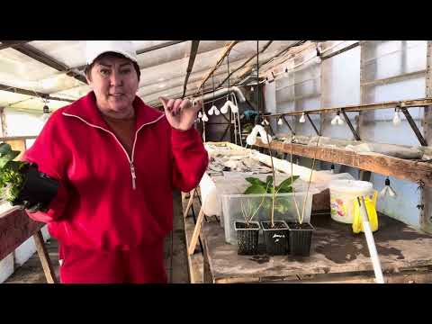 Видео: Какого года черенок? . Нельзя вырастить такие за 1 сезон. Может за два 🎉