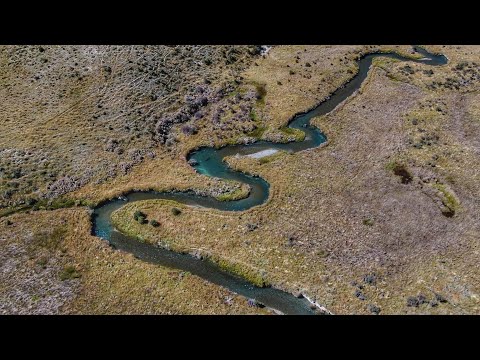 Видео: Сражаемся с большой радужной форелью на ручье Техникал Спринг Крик!
